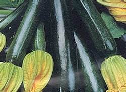 COURGETTE BLACK BEAUTY (ORGANIC) - 