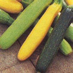 COURGETTE UNWINS TRISTAR - 