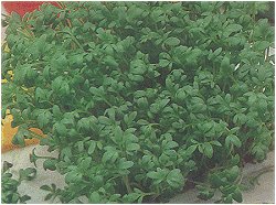 CRESS (ORGANIC) - 