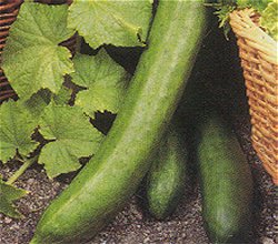 CUCUMBER (INDOOR - OUTDOOR) TASTY KING F1 HYBRID - 