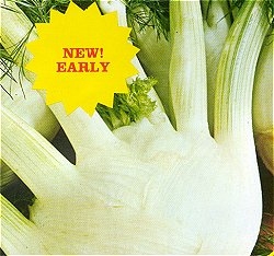 FENNEL (FLORENCE) PERFECTION - 