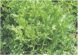 LETTUCES CAN CAN - 