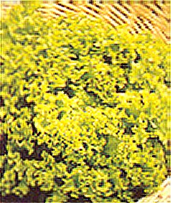 LETTUCE LOLLO ROSSA - 