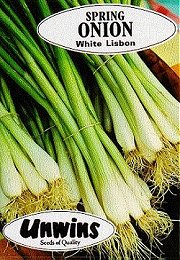 ONION (SPRING) WHITE LISBON - 