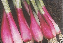 ONIONS (BUNCHING) DEEP PURPLE - 