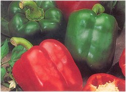 PEPPER CALIFORNIAN WONDER (ORGANIC) - 