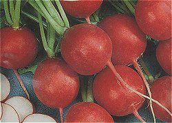 RADISHES PRINCE ROTIN -