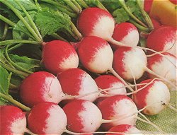 RADISH SPARKLER - 