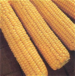 SWEET CORN KELVEDON GLORY - 