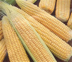 SWEET CORN (F1 HYBRID) SUPERSWEET - 