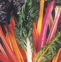 SWISS CHARD BRIGHT LIGHTS - 