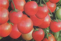 TOMATOES (HANGING BASKET) GARDEN PEARL -