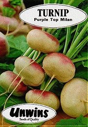 TURNIP PURPLE TOP MILAN -
