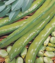 BROAD BEAN AQUADULCE CLAUDIA - 
