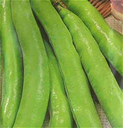 BROAD BEAN JUBILEE HYSOR - 