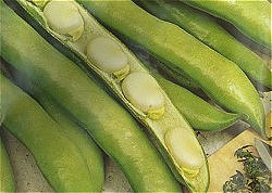 BROAD BEAN METEOR - 