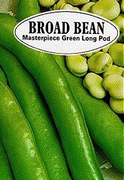 BROAD BEAN M'PIECE GREEN L'POD - 
