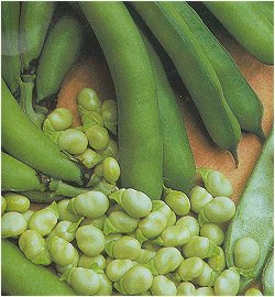 BROAD BEAN OPTICA - 