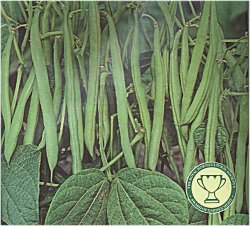 FRENCH BEAN (CLIMBING) SULTANA - 