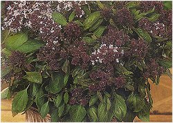 HERB BASIL MAGICAL MICHAEL - Half Hardy Annuals