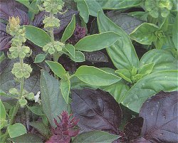 HERB BASIL MEDITERRANEAN MEDLEY - 