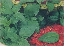 HERB BASIL GENOVESE (ORGANIC) -