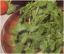 HERB CORIANDER (ORGANIC) - 