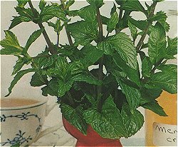 HERB MINT -