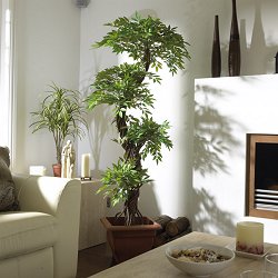 Lifestyle Trees - Japanese Fruticosa