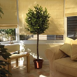 Lifestyle Trees - Fragrans Bay Tree