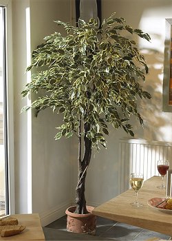 Lifestyle Trees - Oriental Wild Ficus