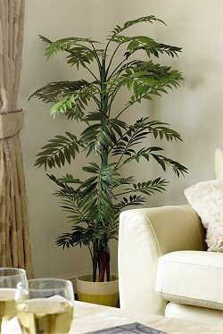 Lifestyle Trees - Phenix Bamboo