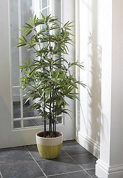Lifestyle Trees - Chinese Bamboo