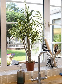 Lifestyle Trees - Mini Bracenea