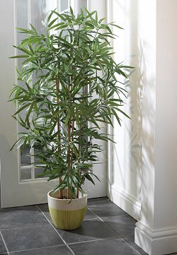Lifestyle Trees - Traditional Bamboo