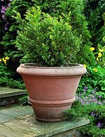 Urns and Vases