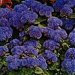 Ageratum Blue Mink