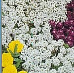 Alyssum Snow Carpet