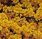 Alyssum Saxatile Golden Queen