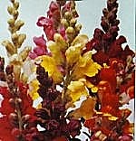 Antirrhinum Illumination Mixed