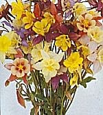 Aquilegia Pretty Bonnet Mixed
