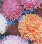 Aster Big Boy Mixed