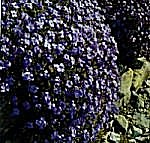 Aubrieta Cheeky Mixed