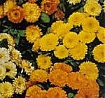 Calendula Fiesta Gitana