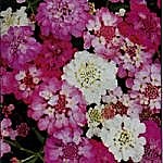 Candytuft Dwarf Fairy Mixed