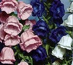 Canterbury Bell Cup & Saucer
