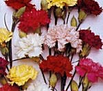 Carnation Chabaud Giant Mixed