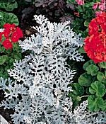 Cineraria Maritima Silverdust