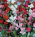 Clarkia Elegans Pretty Polly Mixed