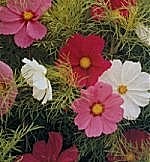 Cosmea Sensation Tall Mixed